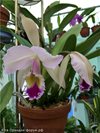 Cattleya gaskelliana 